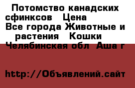 Потомство канадских сфинксов › Цена ­ 15 000 - Все города Животные и растения » Кошки   . Челябинская обл.,Аша г.